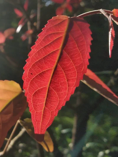 A red leaf against dark green foliage