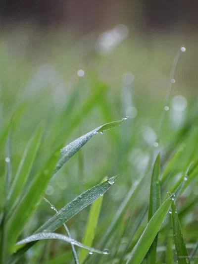 Dewdrops clinging to blades of grass