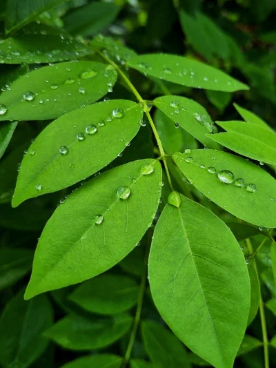 Green leaves covered in water droplets