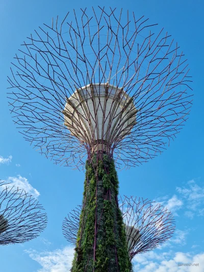 Supertree structures rising against a clear blue sky